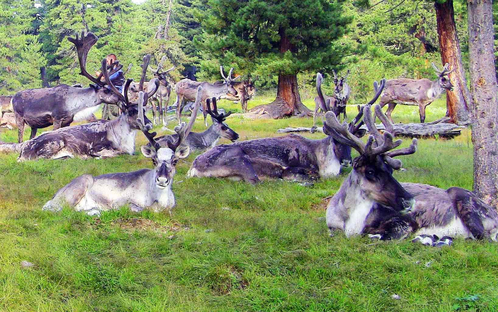 Tofalar Rentiere in der Taiga